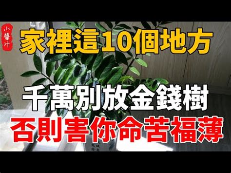 進財樹風水|進財樹擺放指南：招財旺運秘訣大公開！